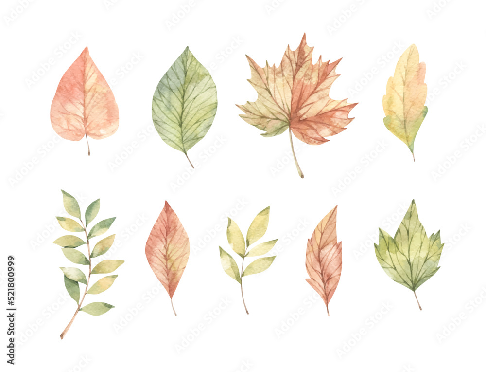 Hand drawn watercolor vector illustrations. Set of fall leaves, acorns, berries, spruce branch. Forest design elements. Hello Autumn! Perfect for seasonal advertisement, invitations, cards