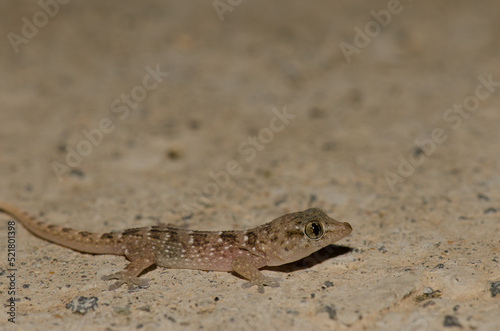 Boettger's wall gecko Tarentola boettgeri. Juvenile. Playa del Ingles. San Bartolome de Tirajana. Gran Canaria. Canary Islands. Spain.