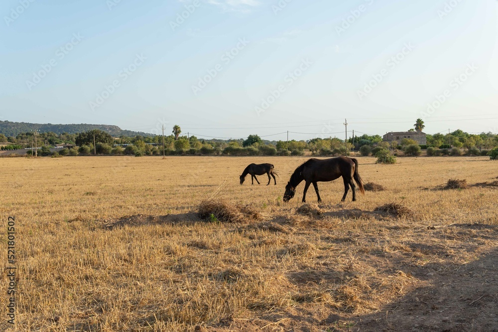 Fototapeta premium Black horses in a dry field grazing