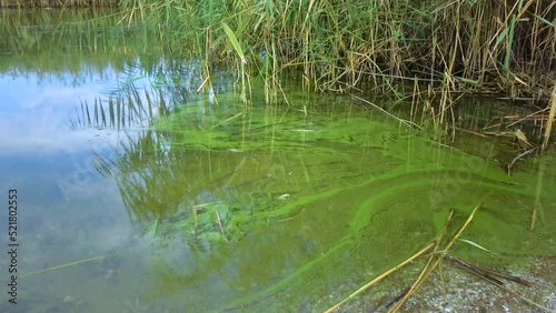 Mass development of the blue-green alga (Microcystis aeruginosa) in the polluted eutrophic lake Yalpug, Ukraine photo