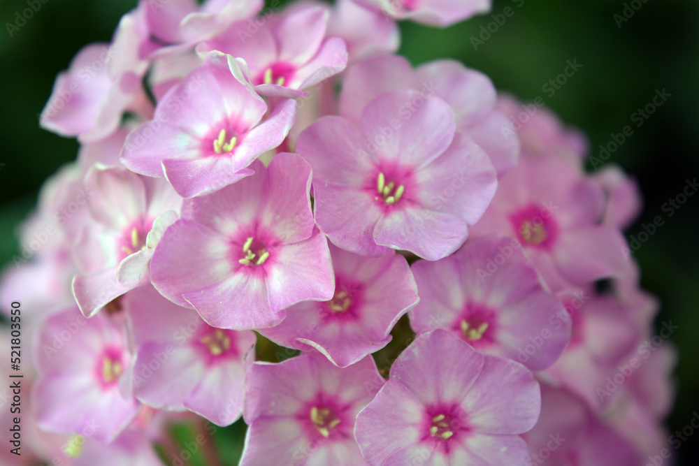 Many bright unforgettable small flowers of crimson, pink, white-pink color illuminated by the sun. Phloxes are the cutest summer flowers blooming in summer. Many bright unforgettable small flowers of crimson, pink, white-pink color illuminated by the sun. Phloxes are the cutest summer flowers blooming in summer.