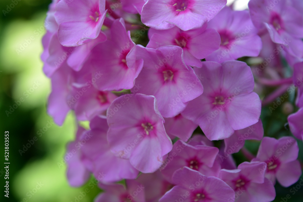 Many bright unforgettable small flowers of crimson, pink, white-pink color illuminated by the sun. Phloxes are the cutest summer flowers blooming in summer. Many bright unforgettable small flowers of crimson, pink, white-pink color illuminated by the sun. Phloxes are the cutest summer flowers blooming in summer.