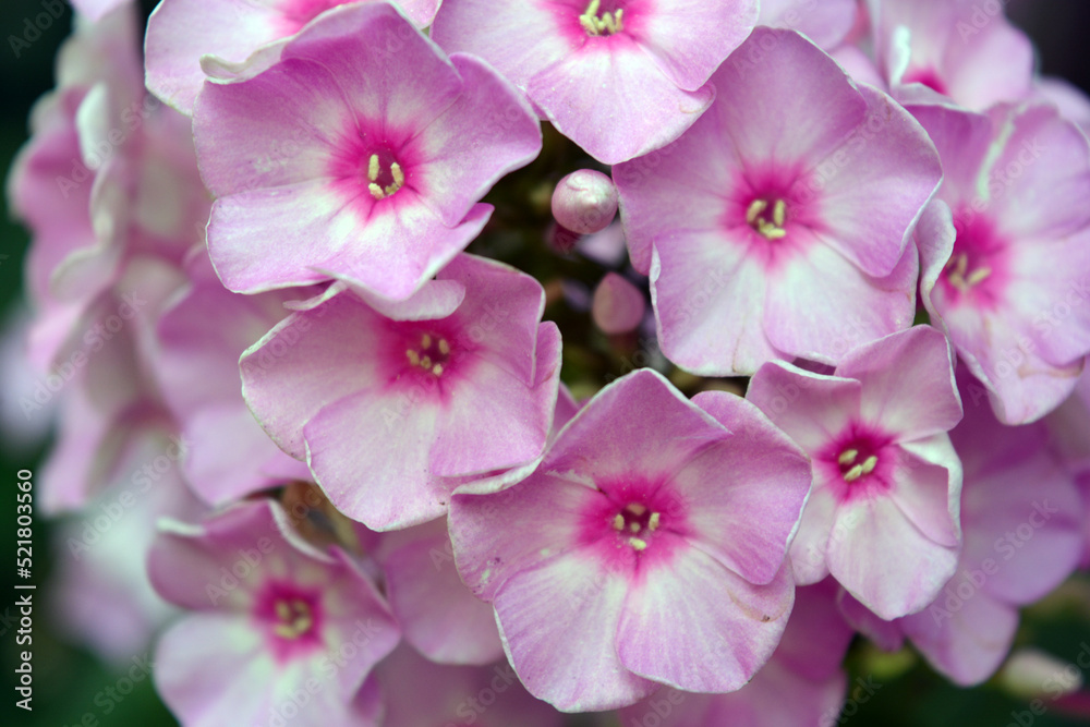 Many bright unforgettable small flowers of crimson, pink, white-pink color illuminated by the sun. Phloxes are the cutest summer flowers blooming in summer. Many bright unforgettable small flowers of crimson, pink, white-pink color illuminated by the sun. Phloxes are the cutest summer flowers blooming in summer.