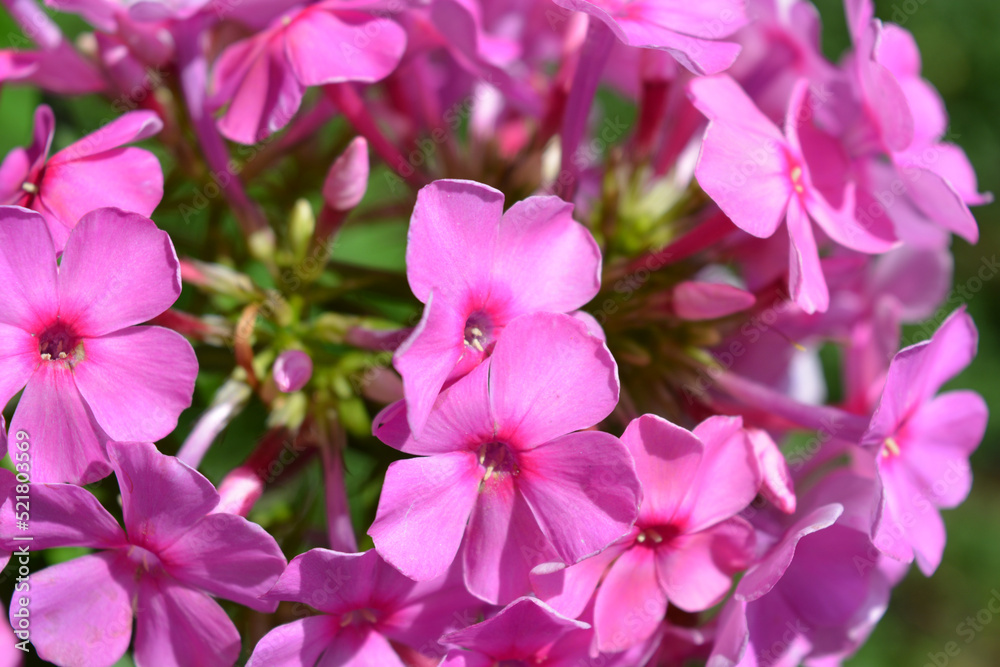 Many bright unforgettable small flowers of crimson, pink, white-pink color illuminated by the sun. Phloxes are the cutest summer flowers blooming in summer. Many bright unforgettable small flowers of crimson, pink, white-pink color illuminated by the sun. Phloxes are the cutest summer flowers blooming in summer.