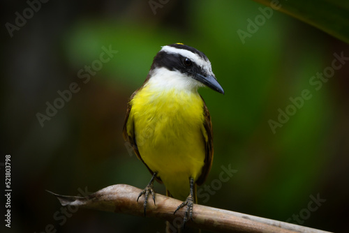 Great kiskadee (Pitangus sulphuratus)