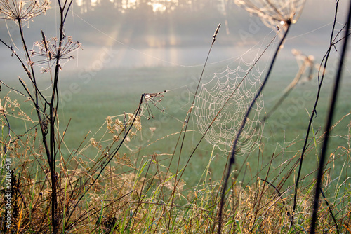 sieć pająka, krople na sieci pająka, a spider's web, drops on a spider's web, pejzaż, koniec lata, poranek, wieś, łąka
