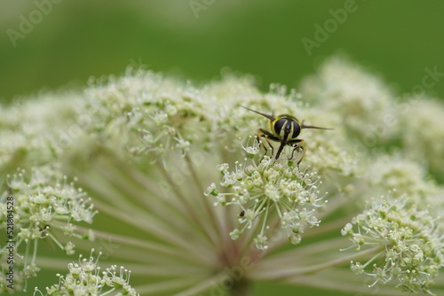 bee on a flower © Алексей Курносов