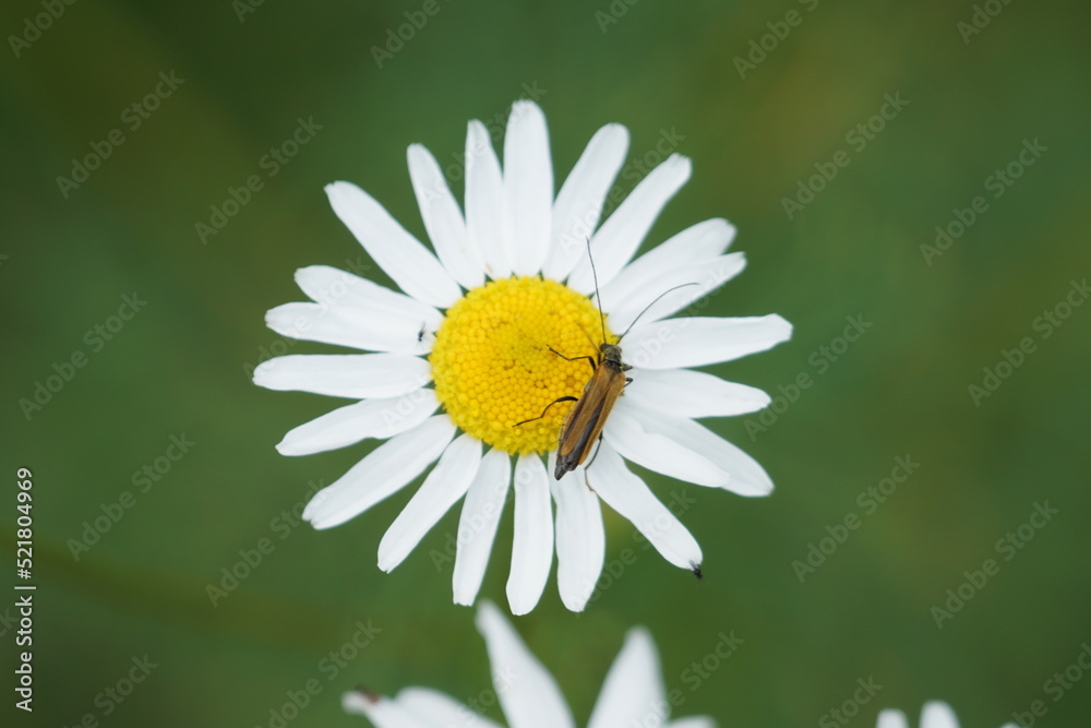 Obraz premium daisy flower closeup