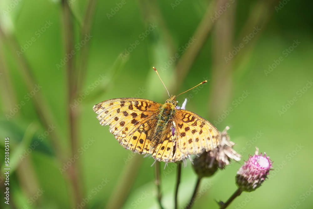 Obraz premium butterfly on flower
