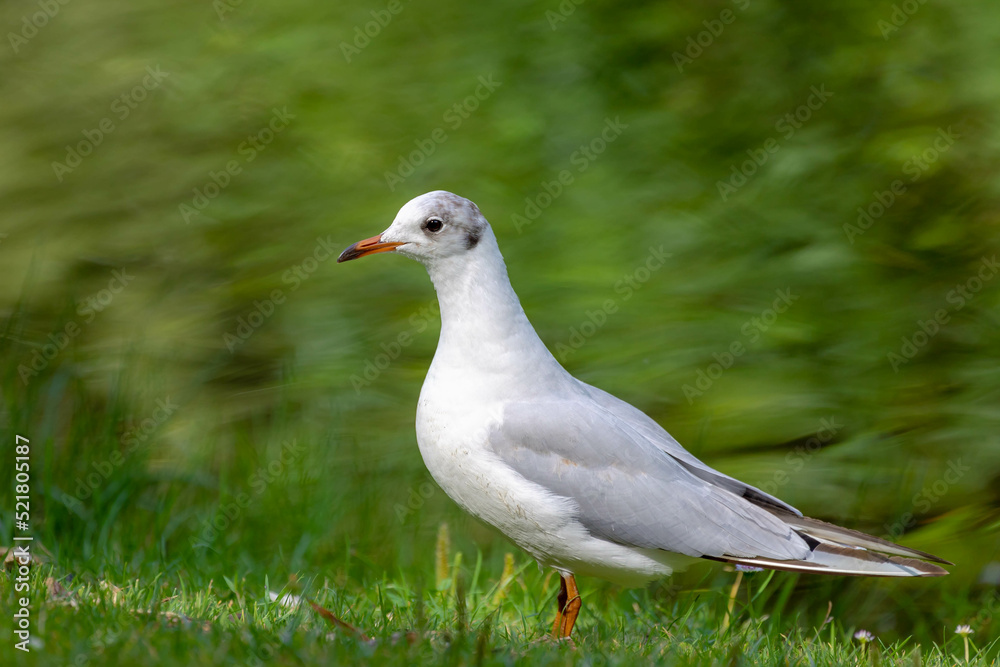 Selective focus of bird walking on the green grass meadow in the park, The Mediterranean gull in its natural habitat, Colloquially seagulls are seabirds of the family Laridae in the suborder Lari. Selective focus of bird walking on the green grass meadow in the park, The Mediterranean gull in its natural habitat, Colloquially seagulls are seabirds of the family Laridae in the suborder Lari.