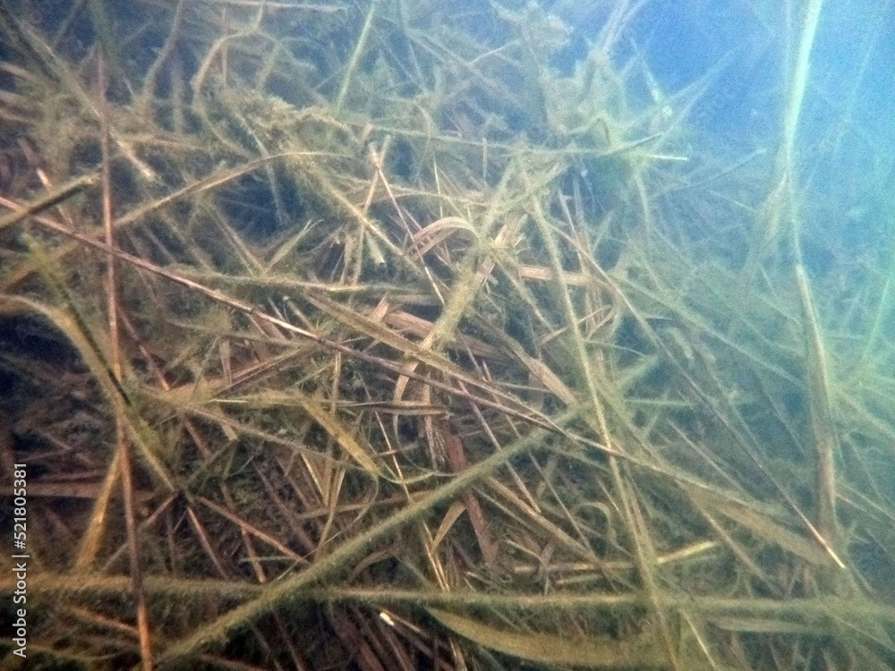 Natural underwater landscape
of Blue Lake in the Chernigow region, Ukraine. Former quarry of quartz sand for glass production. Natural underwater landscape
of Blue Lake in the Chernigow region, Ukraine. Former quarry of quartz sand for glass production.