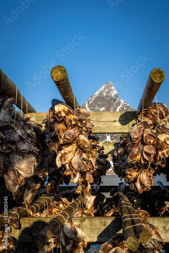 dried fish heads in the wooden dryer, norway, lofoten industry photo