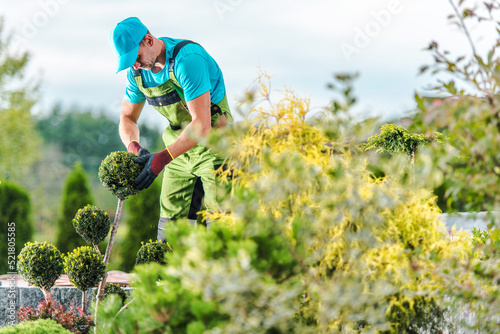 Gardener Looking After Boxwood Tree