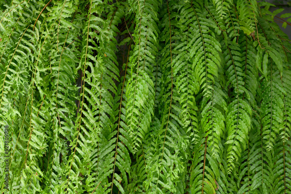 abstract stunning green leaf texture, tropical leaf foliage nature dark green background