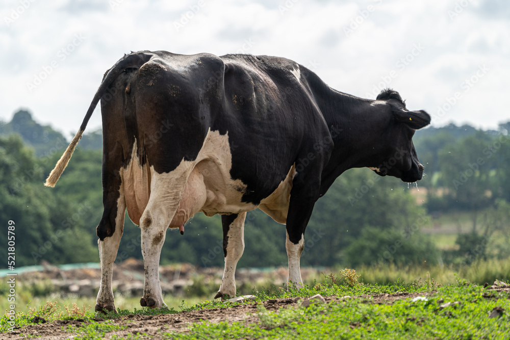 Swedish Milk Cow