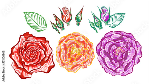 Collection of flowers. Roses. Red purple and yellow flower with buds. Stylized illustration of a flower. Logo logo, in the style of a sketch. Vector.