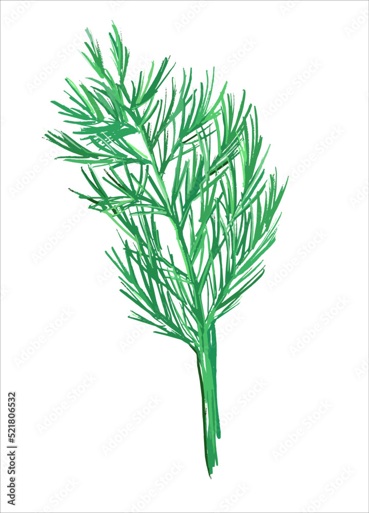 Obraz premium A sprig of dill on a white background. Illustration sketch. Vector.