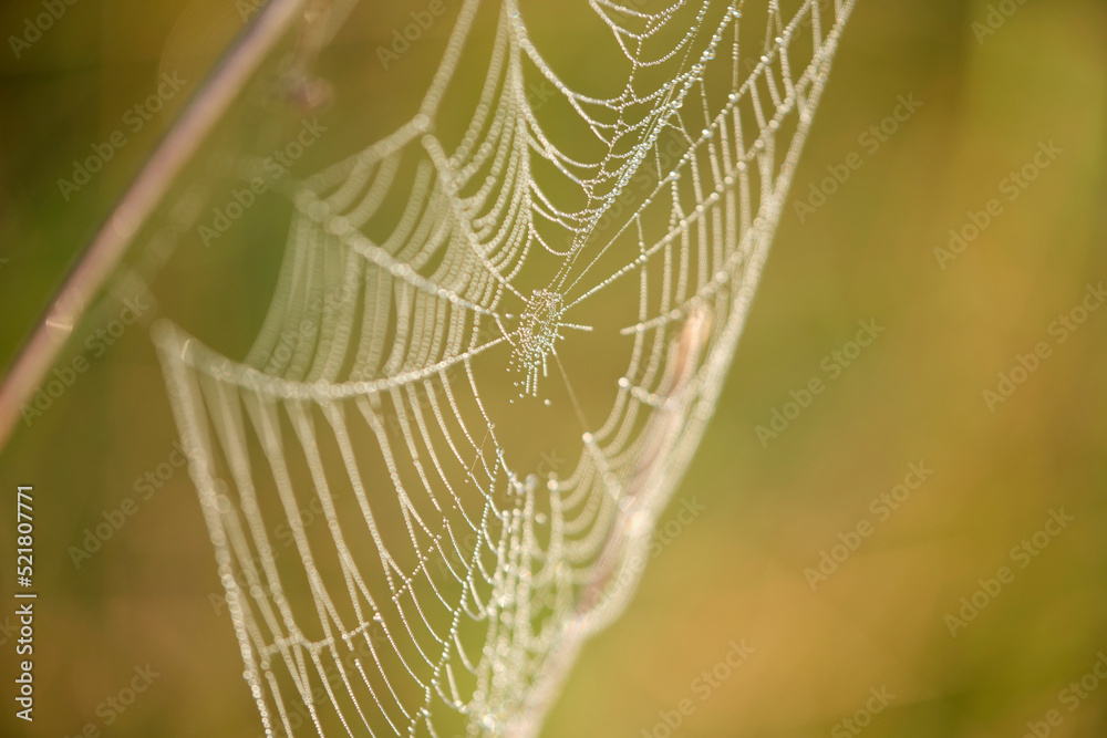 sieć pająka, krople na sieci pająka, a spider's web, drops on a spider's web, - obrazy, fototapety, plakaty 