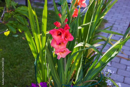 Gorgeous garden view with red gladiolus flowers on sunny summer day. Sweden.