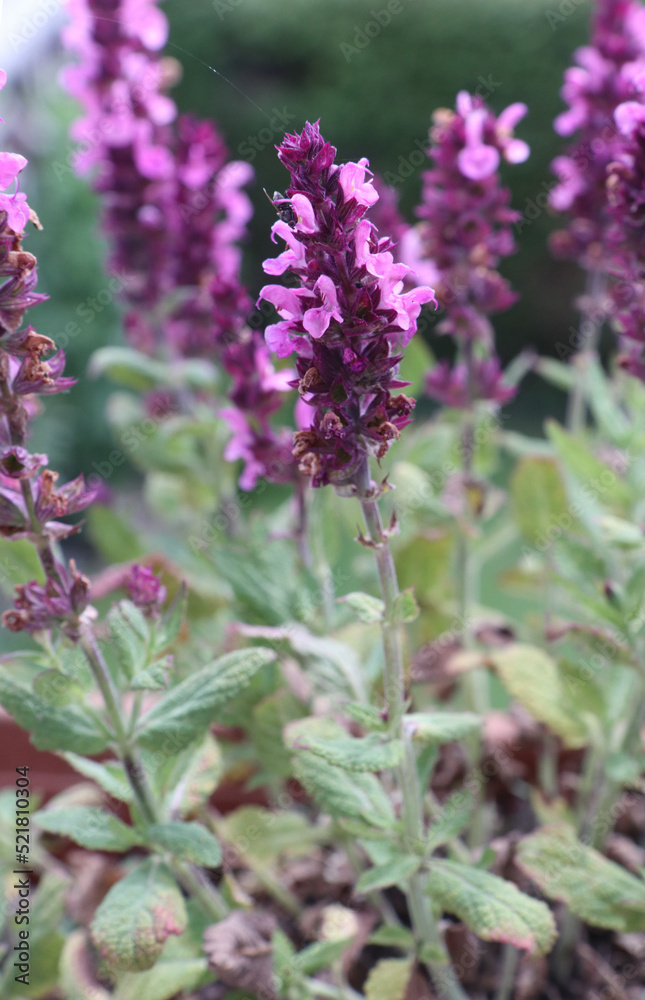 Obraz premium Salvia pratensis pink delight on the balcony