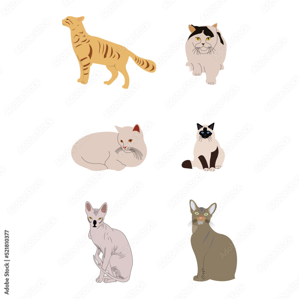different cat breeds on white