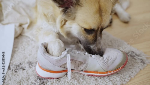 Top view of corgi chewing sneakers, mess in apartment, hyperactive naughty dog photo