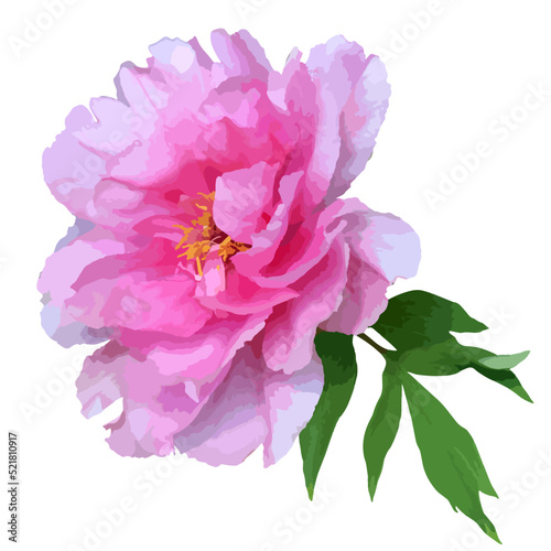 Vector botanical illustration of pink peony flower