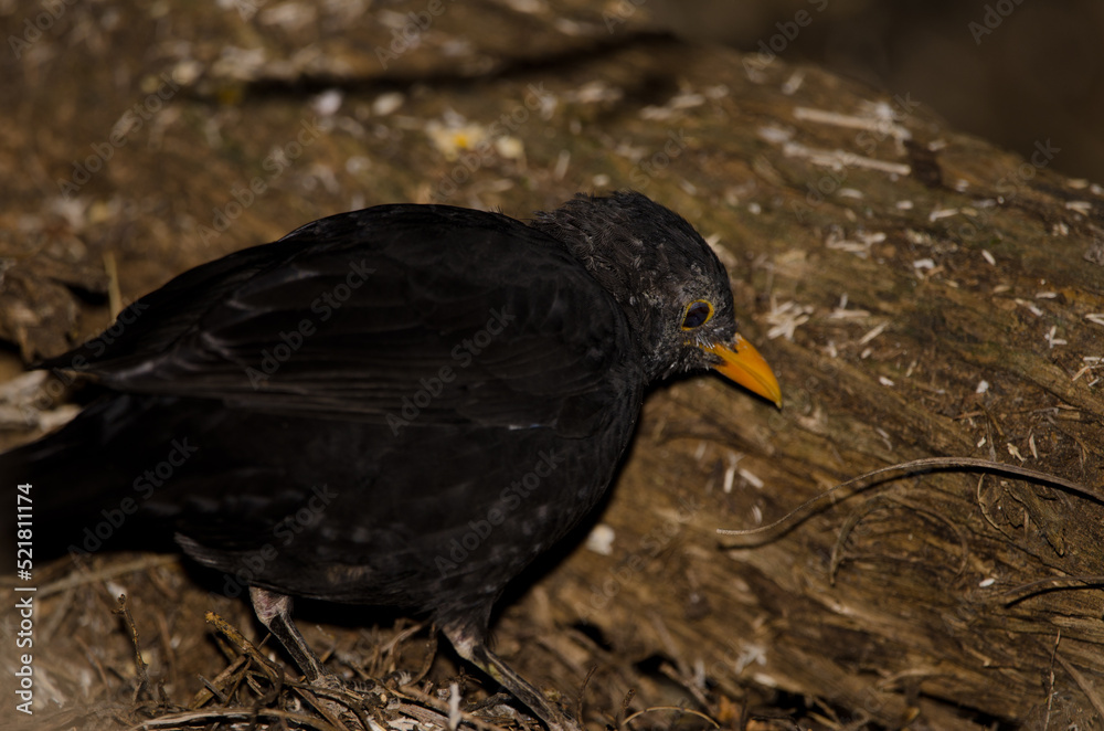 Common blackbird Turdus merula cabrerae. Male searching for food. The Nublo Rural Park. Tejeda. Gran Canaria. Canary Islands. Spain.