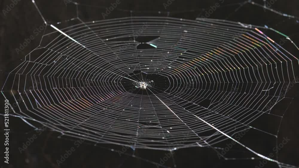 spectrum rainbow sunlight reflected on spider web with the wind blowing beautifully