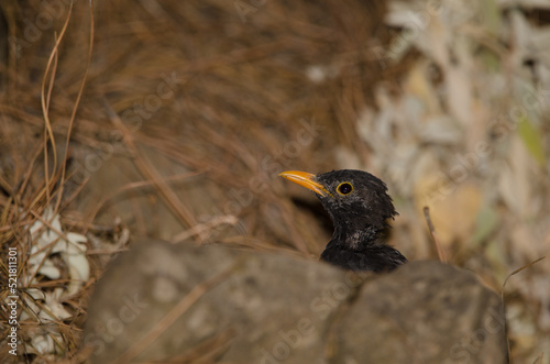 Common blackbird Turdus merula cabrerae. Male during the moulting season. The Nublo Rural Park. Tejeda. Gran Canaria. Canary Islands. Spain. photo