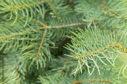 Christmas Background with beautiful green pine tree brunch close up.