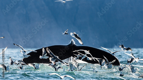 Vászonkép Arctic terns flying around mountains and whales