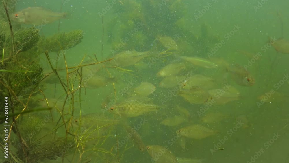 The Amur bitterling (Rhodeus sericeus) is a small fish of the carp family