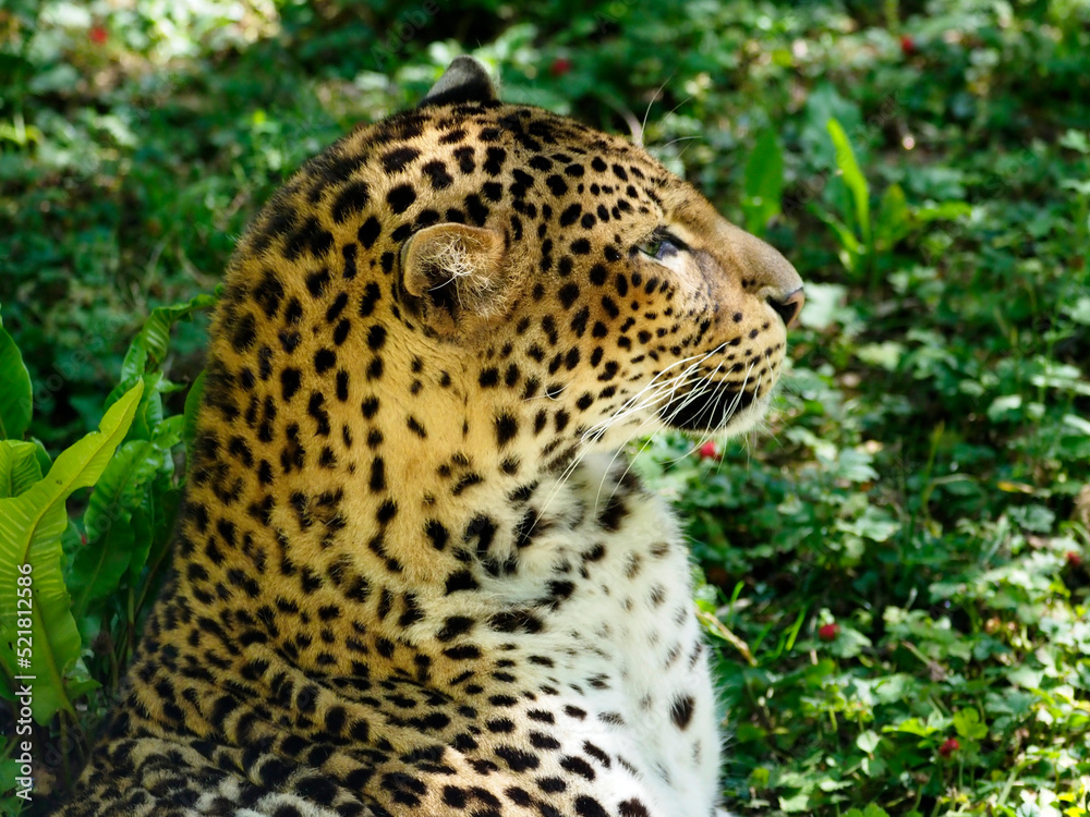Javan leopard (Panthera pardus melas) seen from profile on a background of vegetation Javan leopard (Panthera pardus melas) seen from profile on a background of vegetation