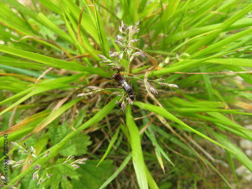 Male earwig with large scissors