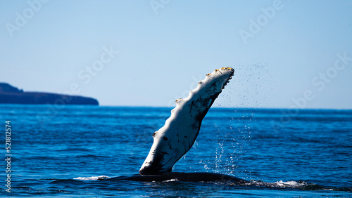 Whales demonstrating their power 