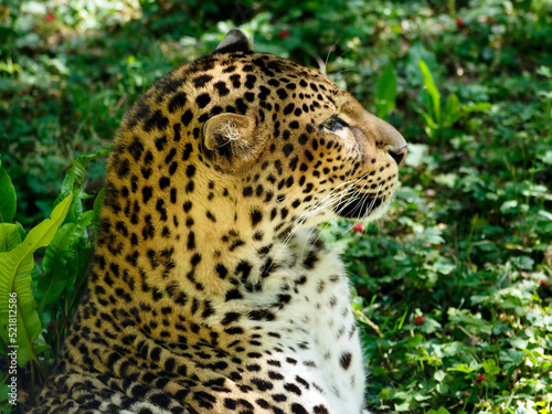 Javan leopard  Panthera pardus melas  seen from profile on a background of vegetation 