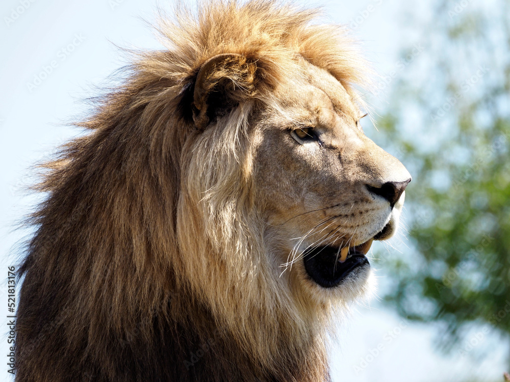 Portrait of lion (Panthera leo) the open mouth and seen from profile Portrait of lion (Panthera leo) the open mouth and seen from profile