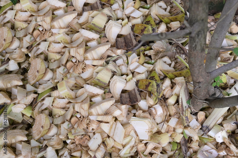 The stems and stalks of the banana plants are shredded or chopped into