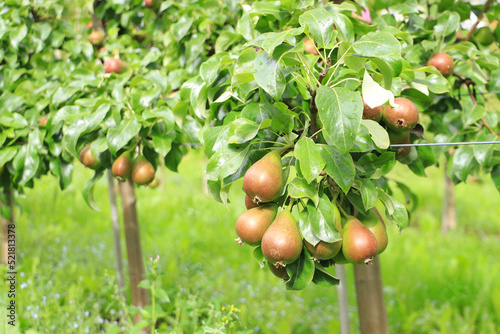 A pear plantation in Lofthus, Fylke Vestland province - Norway photo