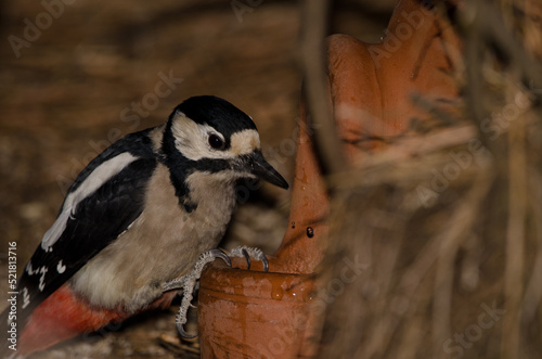 Female great spotted woodpecker Dendrocopos major thanneri drinking water from a earthenware jar. Tejeda. Gran Canaria. Canary Islands. Spain. photo