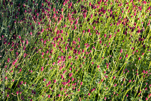 Sanguisorba, Sanguisorba officinalis in natural background. Flowes of burnet in garden. The cultivation of medicinal plants in the garden.