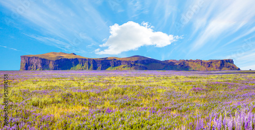 Iceland Blooming Icelandic Purple Lupin Flower Field Cornered (angular) formation mountains in the background - Iceland