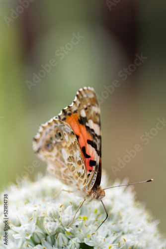 Butterfly on blossom flower in green nature..