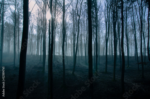 Fototapeta Naklejka Na Ścianę i Meble -  Foggy morning in the forest
