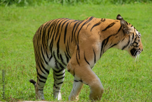 Fototapeta Naklejka Na Ścianę i Meble -  Portrait of a sumatran Tiger