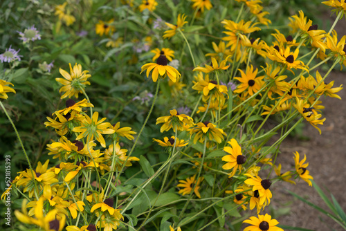 yellow flowers (rudbeckia) with long stems