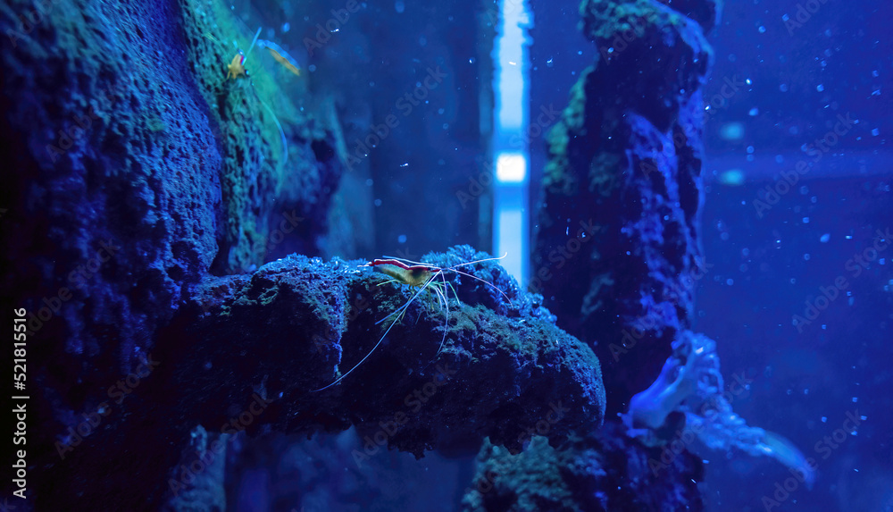 Banded coral shrimp underwater species hiding behind the rock aka Stenopus hispidus and banded