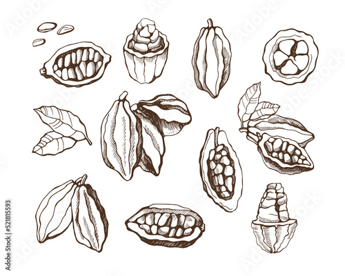 Set of cocoa beans on white background. Hand drawn vector illustration.