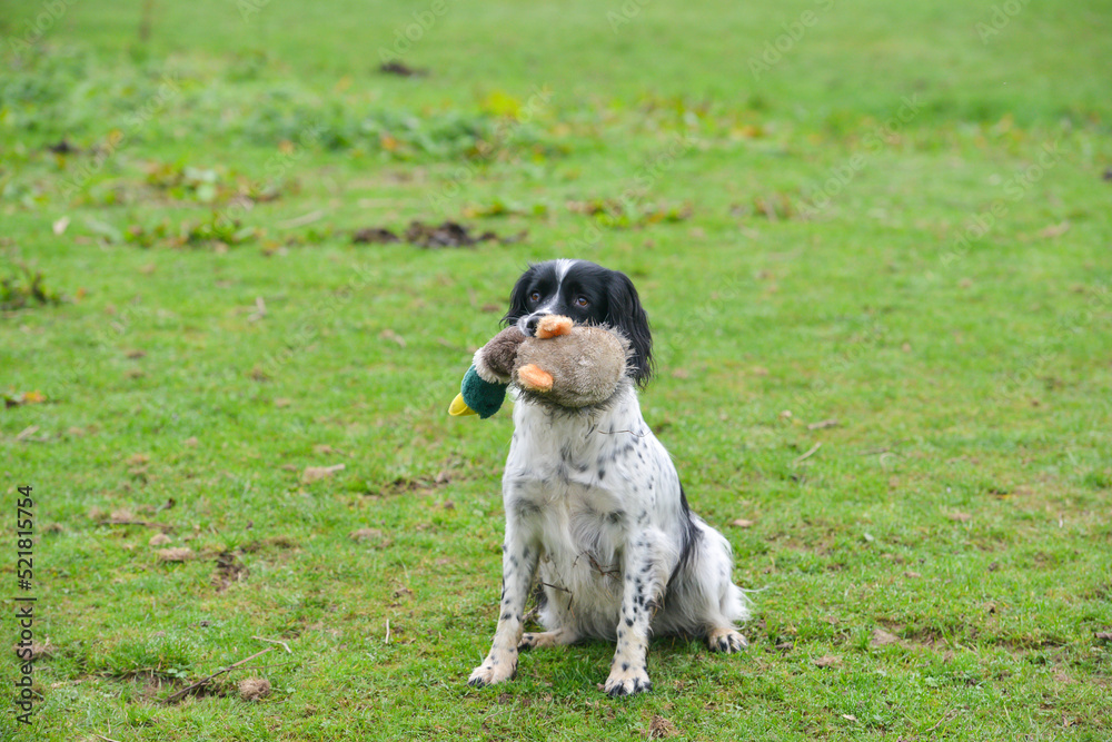 Happy young spaniel dog sits holding a toy duck in her mouth as she trains to be a working gun dog used to retrieve birds shot for sport. 